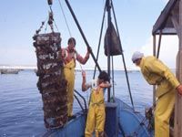 Trafic en haute mer à ANNABA                                    La crevette royale et la langouste, nouvelles cibles