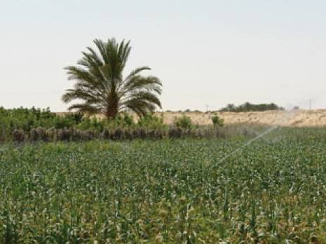 Les jeunes seront-ils intéressés par la terre '                                    Secteur agricole à Ouargla