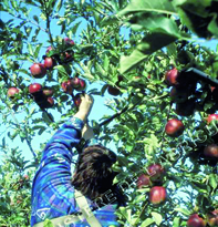 La production de pommes en hausse                                    KHENCHELA, Cueillette 2010-2011