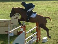 Equitation : les cavaliers algériens 