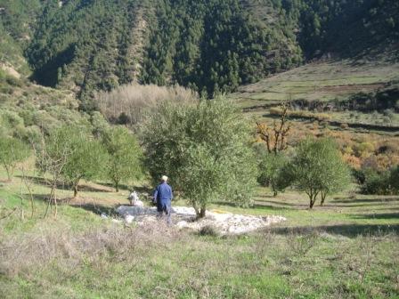Draa Kébila, cueillette des olives