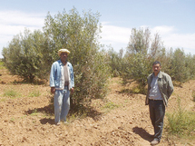 Des fellahs de Tiaret réclament leurs dus à Tizi (Mascara)