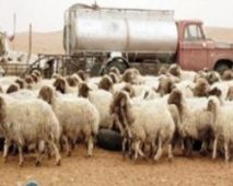 40 عامل بسيدي عبد الرحمان بتيارت يطالبون بالعودة إلى أراضيهم