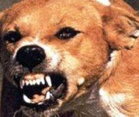 كلب مسعور يهاجم سبعة أشخاص من بينهم طفل في تلاغ بسيدي بلعباس