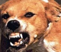 كلب مسعور يهاجم سبعة أشخاص من بينهم طفل في تلاغ بسيدي بلعباس