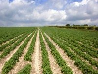 Développer l'agriculture pour réduire la dépendance de l'économie aux hydrocarbures (experts)