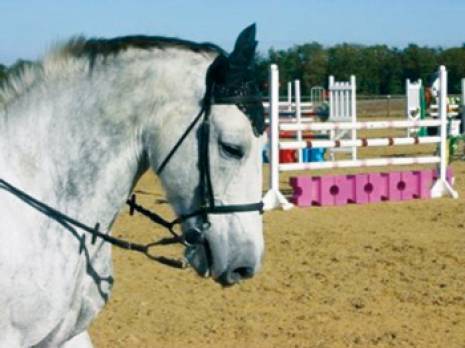 Chevaux, baroud et fantasia                                    Clôture du festival des sports équestres