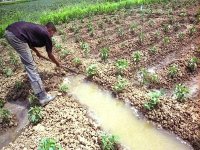 Algérie-Canada : deux projets pilotes de coopération agricole identifiés