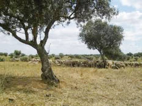 Projets de relogements : Déclassement de150 hectares de terres agricoles                                    Alger : les autres articles