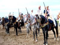 Patrimoine équin : redonner au cheval barbe ses lettres de noblesse