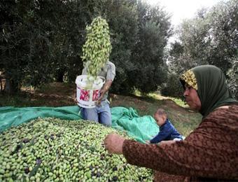 توقع محصولا معتبرا من الزيتون يصل إلى أكثر من 71.000 هكتولتر                                    يعتبر مصدر دخل هام للعائلات المعوزة بسكيكدة