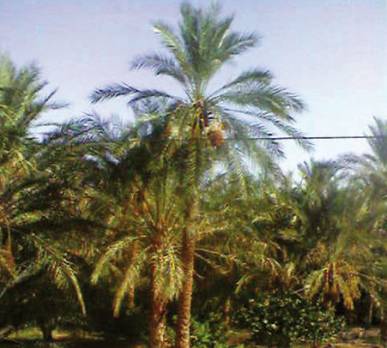 La modernisation des moyens de production en ligne de mire                                    Salon de l'agriculture saharienne et steppique à Biskra