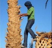 Youcef Ichar sacré meilleur grimpeur de palmier-dattier