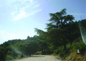 L'APW examine la situation du secteur des forêts