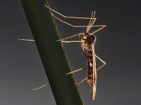 Ghardaia : 9 cas positifs de paludisme chez des personnes d'origine subsaharienne