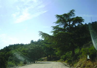 L'APW examine la situation du secteur des forêts