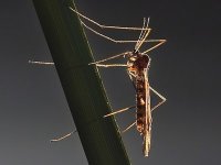 Ghardaia : 9 cas positifs de paludisme chez des personnes d'origine subsaharienne