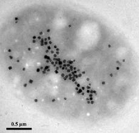 Une bactérie produisant des nano-aimants