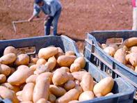 347.000 quintaux récoltés                                    LAGHOUAT, Pomme de terre saisonnière