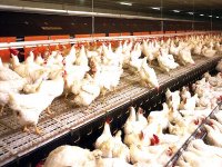 Les prix du poulet se stabiliseront en février, ceux des viandes rouges après l'hiver