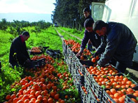 Elle revient le 12 janvier                                    CHLEF, fête des oranges