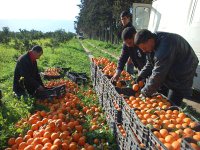 Prévisions en baisse de la production agrumicole en 2011/12