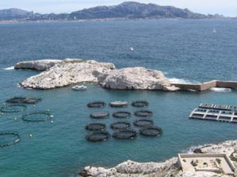 Cap sur l'aquaculture                                    Secteur de la pêche à Tizi Ouzou