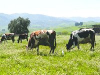 Hausse de la production de lait cru collecté en 2011