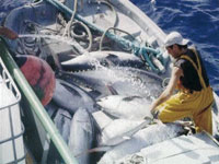 La pêche illicite fait des ravages                                    Danger sur notre richesse halieutique