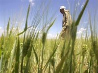 Croissance de la production agricole de plus de 10% en 2011 (ministère)
