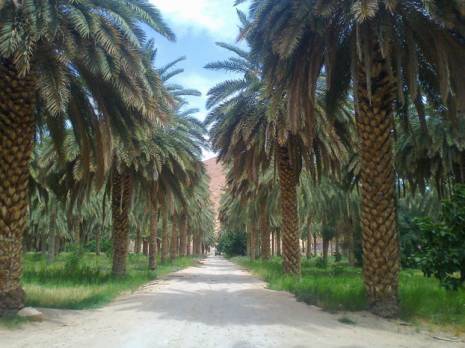 Des produits dérivés du palmier dattier font leur entrée                                    Eviter la monoculture de la deglet Nour et les catastrophes qui en découlent