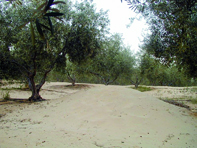 13.400 quintaux prévus                                    GHARDAIA, Cueillette des olives