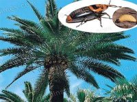 Mise en place d'un dispositif d'alerte au charançon rouge ravageur du palmier dattier