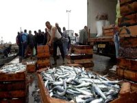 La production halieutique maintient sa courbe ascendante à Skikda