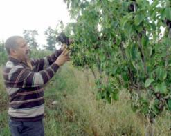 “النار البكتيرية  تتلف 25 بستانا في معسكر                                    تمس أشجار التفاح والإجاص بالمحمدية