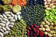 Autosuffisance en semences                                    SOUK AHRAS, Coopérative des céréales et des légumes secs