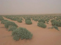 Djelfa                                    Sauver le barrage vert