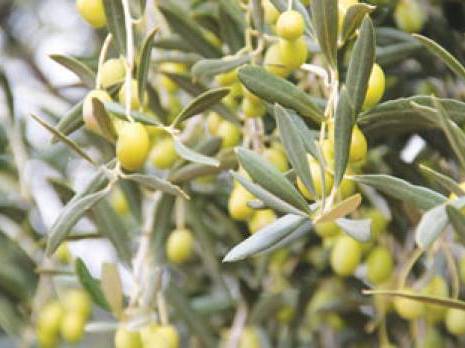 La production en baisse, les prix en hausse                                    Huile d'olive