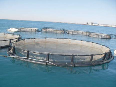 Ouargla. La Chambre régionale de la pêche et d'aquaculture relancée                                    Actualité