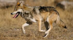 القبض على ذئب أمريكي متوحش سافر من بوسطن إلى مستغانم                                    كان داخل حاوية فرنسية للسلع