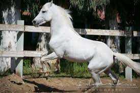 المناطق الرعوية