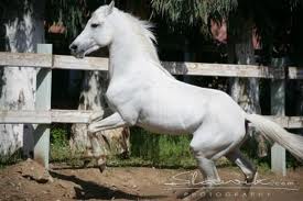 المناطق الرعوية