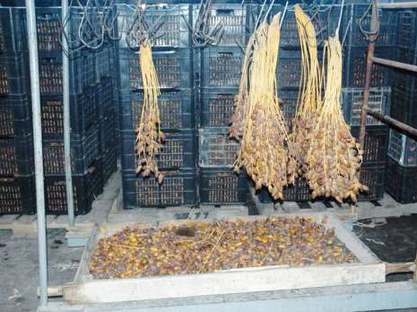 Contrebande de Deglet Nour vers la Tunisie                                    2,5 quintaux de dattes saisis