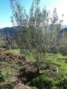 Draa Kébila, Oliviers et production d'huile d'olives en nette évolution