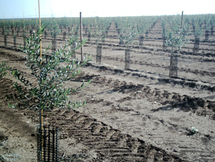 Le directeur des services agricoles de la wilaya Ouargla à « Réflexion »                                    OUARGLA SOUFFRE D'UN RETARD FLAGRANT DE 15 ANS