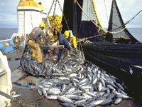 Pêche illicite du thon rouge dans les eaux territoriales Algériennes                                    L'affaire rejugée aujourd'hui par la cour de Annaba