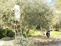 Cueillette des olives à Mascara : abondance de production mais manque de main-d'oeuvre