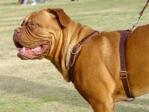 حالة طوارئ في بني راشد : 4 أشخاص ضحايا كلب مسعور بالشلف