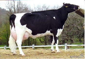 L'Autriche énumère ses projets de coopération avec Alger                                    AGRICULTURE, BÂTIMENT, SANTE ET ENERGIE