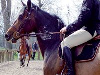 Hippodrome Antar-Ibn-Cheddad à Es-Sénia                                Les éleveurs équins exigent une commission d'audit